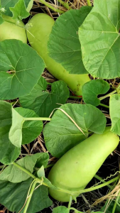 BENIH LABU AIR RUMA: Benih Tanaman Sayuran Berbuah Lebat