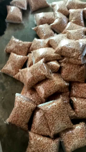 Bibit benih jagung unggul pilihan