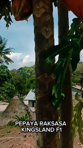 1 Pak (50 Butir) Pepaya Raksasa Kingsland F1 Kemasan Original Import / Bibit Pepaya Super Jumbo