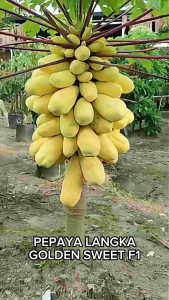 1 Pak (30 Butir) Benih Pepaya Kuning Golden Sweet F1 Original Import / Bibit Pepaya Kuning Asli