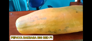 1 Pak (50 Butir) Benih Pepaya Raksasa Super Manis Big Red F1 Import / Biji Pepaya raksasa