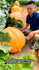 1 Pak (100 Butir) Benih Labu Raksasa Atlantic Pumpkin Kemasan import / Benih labu jumbo raksasa