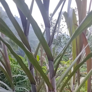 bibit tebu hitam tebu Wulung 5 pohon 25000