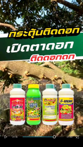 ชุดเปิดตาดอก ติดดอกดก กระตุ้นดอกแรง สะสมอาหาร  ติดดอกดก ลดร่วง ทำดอก บำรุงดอก กระตุ้นตาดอก ติดดอกดี ออกดอกสม่ำเสมอ ในสภาวะอากาศปิด สะสมอาหาร ทำดอก 1 ชุด 4 ขวด