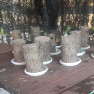 PROMO SETEK/Tanaman Hanjuang bahan bonsai hijau (dracena fragrance Brazilian wood)