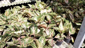 อโกลนีมา กวักมหาเศรษฐีใบกลม