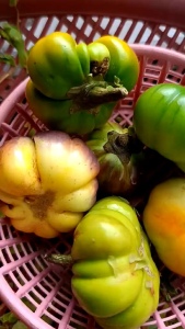 มะเขือเทศม่วงแสดขมจากม้งดอย..1..kilo