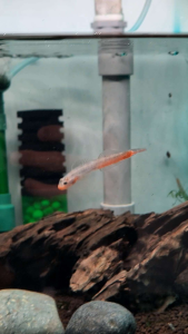 Red Lipstick Goby (Stiphodon sp.) Red Neon Goby Freshwater Fish