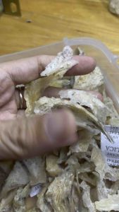 HCM- Yến Sào- 5gr Yến chân cục  - Dai giòn - 100% thiên nhiên- Tặng kèm nguyên liệu chưng