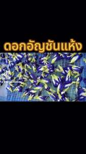 อัญชันแห้ง อัญชันดอกใหญ่ อัญชันสำหรับทำน้ำอัญชัน