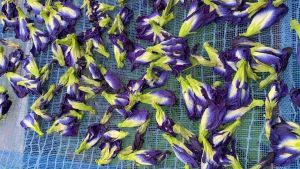 อัญชันแห้ง อันชัญดอกใหญ่ อัญชันทำน้ำอัญชันขนาด100กรัม