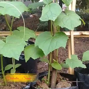 [Virladia Seeds] Biji Benih tanaman Timun lalap hijau