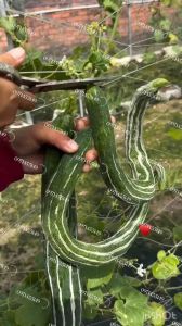 เมล็ดบวบงูบวบงูเมล็ดบวบงูอ่อนเมล็ดพันธุ์บรรจุ20-25เมล็ด