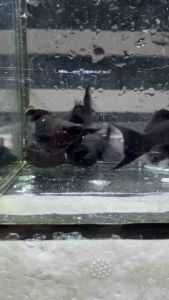🔥NEW | BLACK BEAUTY🔥🖤🇻🇳 SUPER-BLACK Balloon Molly Fish Pair (TOP PREMIUM GRADE)