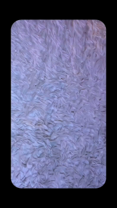 Jaket Cagoule Pria HBBR Waterproof Simple