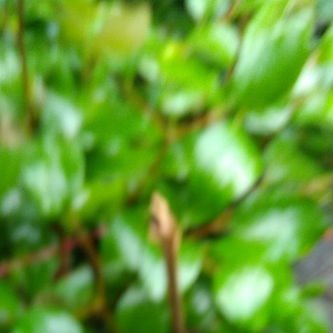 chậu cây táo thái ghép trái to cao từ 100cm