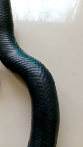 SELANG RADIATOR TOYOTA RUSH TERIOS ATAS BAWAH ORI