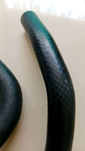 SELANG RADIATOR DAIHATSU XENIA 1.0CC ATAS BAWAH ORI