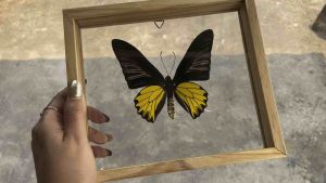 ผีเสื้อจริง งานไอเดีย แมลงเพื่อการศึกษา กรอบไม้ กล่องแมลง ของแต่งบ้าน ของสะสม ผลิตและจัดจําหน่าย