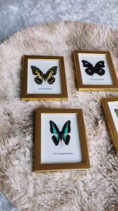 ผีเสื้อสต๊าฟ กรอบตกแต่งบ้าน แมลงสต๊าฟ ผีเสื้อจริง งานแฮนด์เมด ของแต่งบ้าน ของสะสม Home Decor Collectible Insect Taxidermy 4x ผลิตภัณฑ์ที่คุณควรเลือก