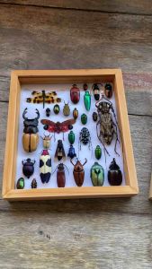 แมลงสต๊าฟ ผีเสื้อสต๊าฟ งานไอเดีย แมลงเพื่อการศึกษา กรอบไม้ กล่องแมลง ของแต่งบ้าน ของสะสม ผลิตและจัดจําหน่าย