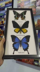 เฟรมคอลเลคชั่นเซตผีเสื้อสต๊าฟ ผีเสื้อสตาฟ ของตกแต่งบ้าน ของขวัญ ของสะสม Set Mix Real Butterfly Taxidermy Insect Wood Frame Display Home Decor