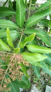 Baja paksa gemuk subur  dan paksa buah1 kg