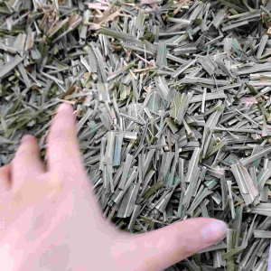 柠檬草 Lemon Grass - 500g/1kg(新鲜现货•批发) (Ready Stock•Wholesale•Good Quality)