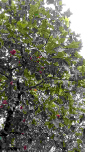 tanaman jambu madu hasil cangkok