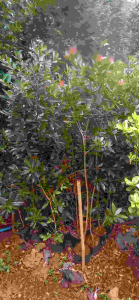 รักแรกพบสีชมพู​  ขนาดต้นสูง70​ซมขึ้นไป