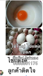 อาหารเสริมสัตว์ ดีจริง!ไข่ทอง สำหรับ เป็ดไข่ ไก่ไข่ นกกระทาไข่ ไก่สวยงาม ห่าน หงส์ ขนาด 1 ลิตร