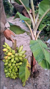 1 cây cuối cau  chuối cao lùn siêu trái( mua 10 tặng 1)