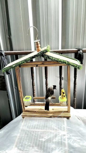 Sangkar Layang Cocok Untuk Pemula: Desain Unik, Tahan Lama & Burung Kutilang