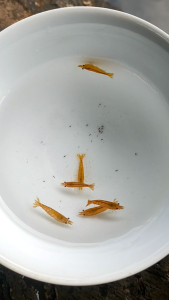 Paket Udang Hias Aquarium Aquascape - Udang Hias Air Tawar - Udang Hias Orange Sunkis - Udang Hias Orange Sakura - Orange Shrimp - Pembersih Aquarium Aquascape - Hiasan Aquarium Aquascape