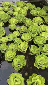 ชุดสุดคุ้ม จอกกุหลาบ จอกแดง จอกหูช้าง จอกรังผึ้ง รวม4จอก 1ตะกร้า