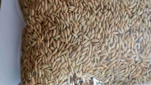 benih padi beras merah padi bogor banung unggul 500 gram