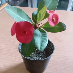 ชุดพิเศษ 3 กระถาง แดง ชมพู ส้ม 3 นิ้ว ต้นสวยแข็งแรง ชุดส่วนตัว