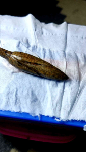 Batu bunga kantil natural warna coklat