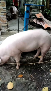 Grand Humivet for pig🐷