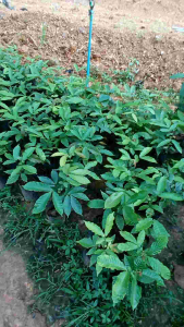 「30-45cm ขนาด ลำใยคริสตัลม่วงจัมโบ้ แท้นำมาจากอินโดนี ผ่าตัดเทียมกับหน้ากากแคบูลล่าสุด」