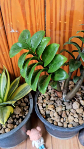 กวักมรกตแคระ