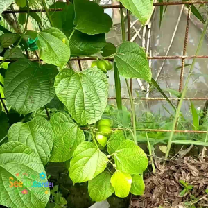 [TERMURAH] BIJI/BENIH TANAMAN KACANG SACHA INCHI