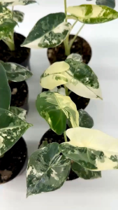 Alocasia Frydek Variegated งานถุง 1ต้น ด่าง ขนาดm
