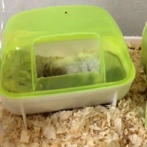 TEMPAT MANDI HAMSTER - BATHROOM HAMSTER - SAUNA HAMSTER
