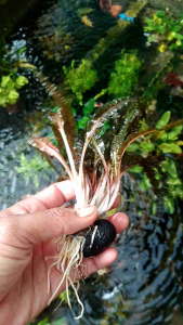 Cryptocorine Balanasai: Media Wabikusa Tanaman Aquascape