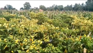 Benih Bibit Cabai Ori 212 F1 isi 10 Gram Expayed. 2026 (Terbaru Panjang)/Termurah Seindonesia/Perawatan Mudah/Anti Kriting (Puret)/Sangat Tahan Patek Busuk Buah/Disukai Pasar(Petani & Pedagang) Nilai Jual Tinggi/Tahan Simpan/100 % Ori Kemasan Pabrik