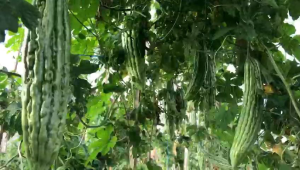 Benih Bibit Pare Paria Kapten 40 F1 (Tahan Virus) isi Benih 10 gram (Terbaru Panjang) - Benih Mitra Merdeka Tani