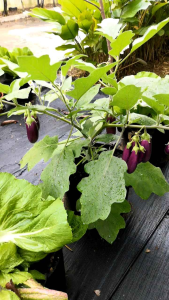 Nonwoven Planter Bag compost bag种植袋堆肥袋poly bag35 71037gallon for Garden Outdoor