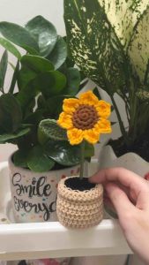 Chậu hoa hướng dương mini ảnh shop tự chụp