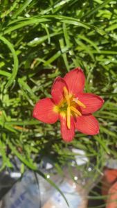 ศ.หัวดอกบัวดิน แดงอโยธยา หัวละ 20 บาท